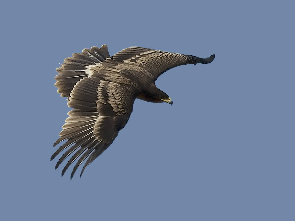Kiljukotka, Greater Spotted Eagle, Clanga clanga
